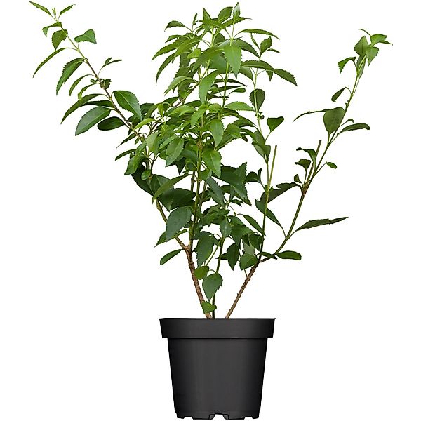 OBI Forsythie Lynwood Gold Gelb Höhe ca. 50 - 60 cm Topf ca. 3,5, Forsythia günstig online kaufen