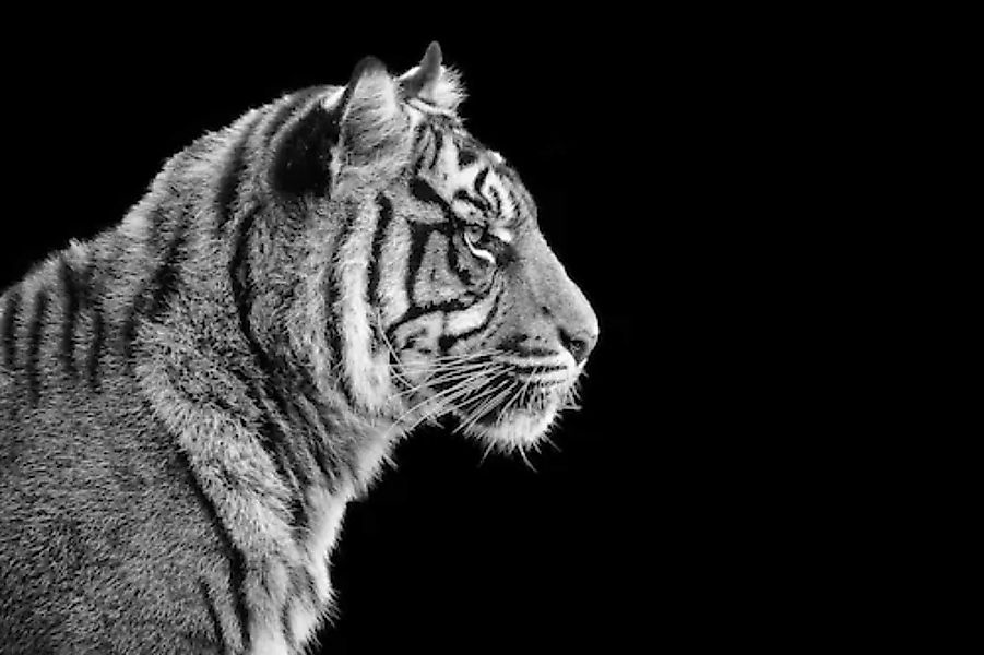 Papermoon Fototapete »Sumatra-Tiger-Porträt« günstig online kaufen