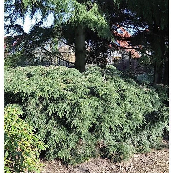 Kanadische Zwerg Hemlocktanne 15-20cm - Tsuga canadensis günstig online kaufen