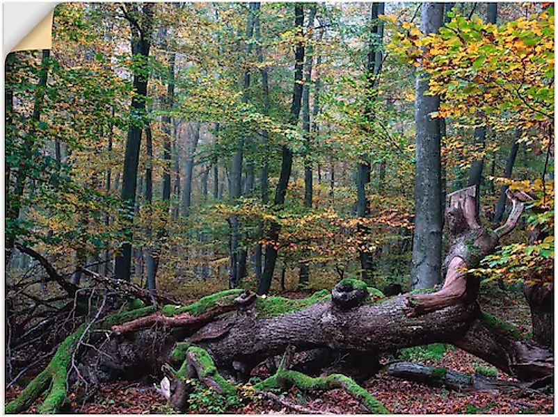 Artland Wandfolie »Ein alter Riese, neuer Lebensraum«, Wald, (1 St.), selbs günstig online kaufen