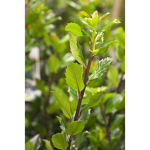 Ilex meserveae 'Blue Prince' -R- 30-40 cm günstig online kaufen