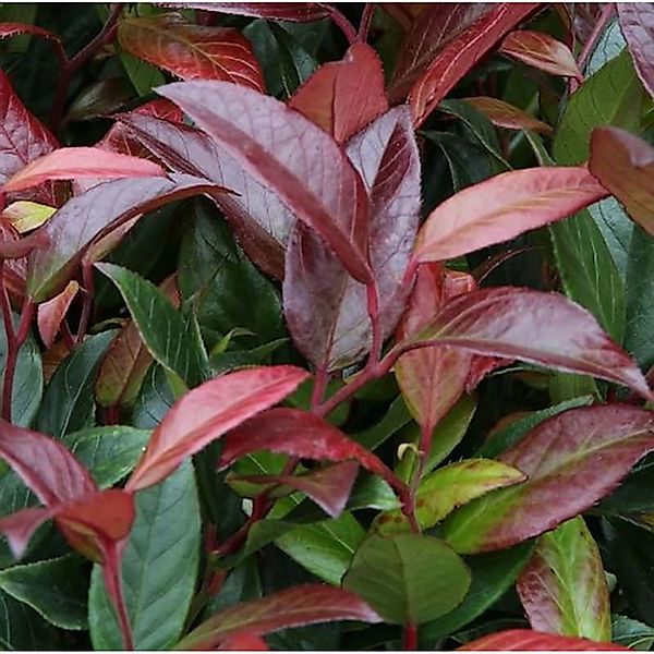 Traubenheide Traubenmyrte Scarletta 50-60cm - Leucothoe walteri günstig online kaufen