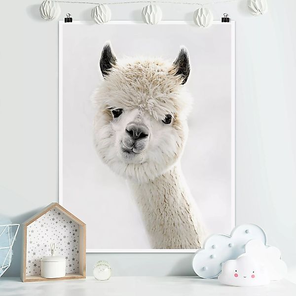 Poster Alpaka Portrait günstig online kaufen