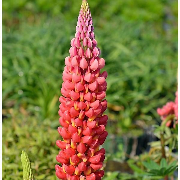 Gartenlupinie Mein Schloß - Lupinus polyphyllus günstig online kaufen