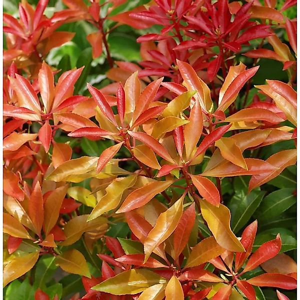 Lavendelheide Japanisches Schattenglöckchen Glowing Hearts 40-50cm - Pieris günstig online kaufen