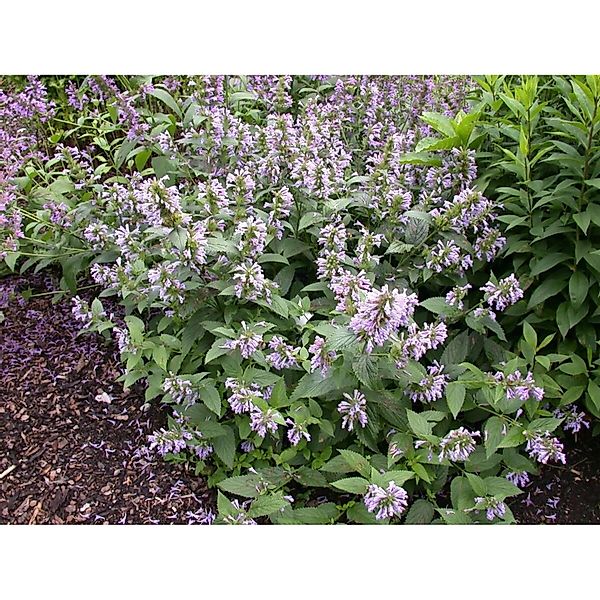Agastache Foeniculum Anisysop Ca. 9x9 cm Topf günstig online kaufen