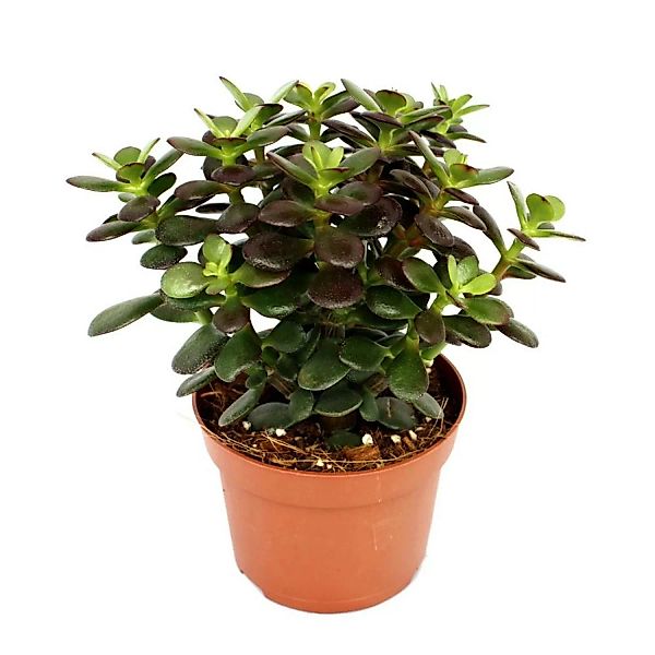 Exotenherz Crassula Portulacea Minor Pfennigbaum Große Pflanze im 12cm günstig online kaufen