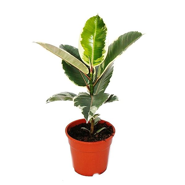 Exotenherz Weissbunter Gummibaum Ficus Elastica Tineke 17cm Topf günstig online kaufen