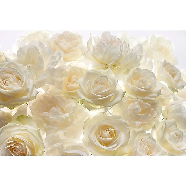 Komar Vliesfototapete Shalimar 368 cm x 248 cm FSC® günstig online kaufen