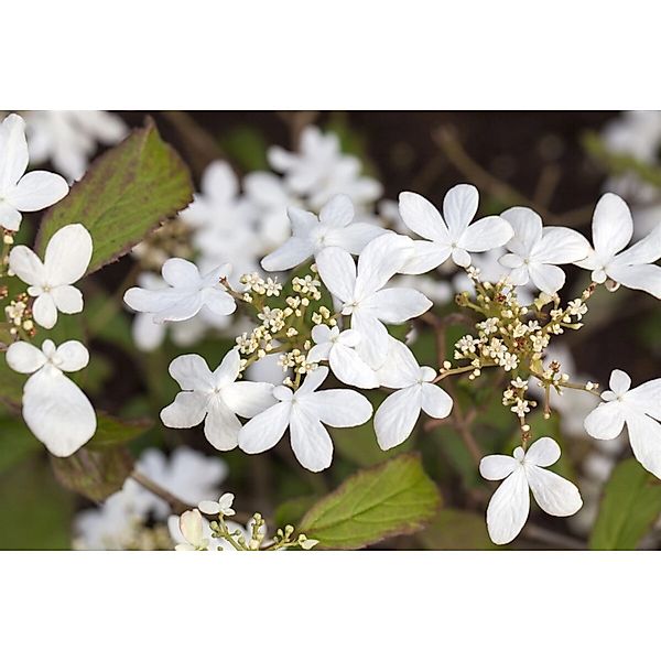Viburnum Plicatum Watanabe Japanischer Schneeball Weiß 125 cm Stammhöhe günstig online kaufen