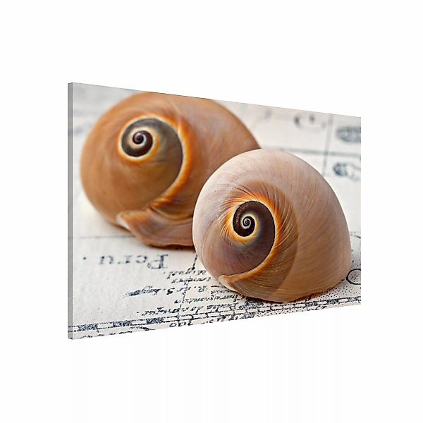 Magnettafel - Querformat 3:2 Muschelduo günstig online kaufen