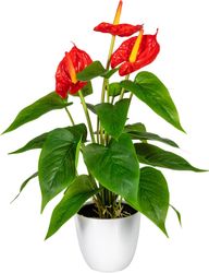 my home Kunstpflanze "Haune" im Topf günstig online kaufen