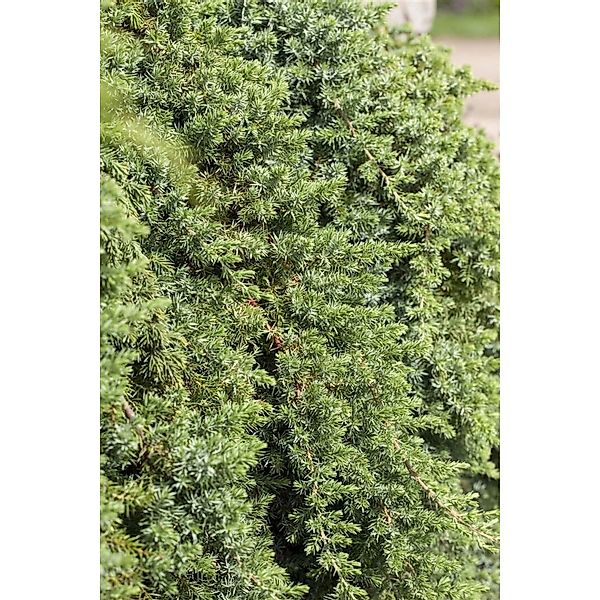Juniperus Conferta Blue Pacific Kriech-Wacholder Blaugrün 25–30 cm günstig online kaufen
