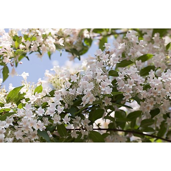 Kolkwitzia Amabilis Kolkwitzie 150–175 cm Rosa Blüten günstig online kaufen