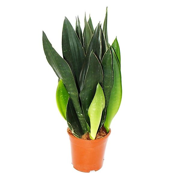 Exotenherz Sansevieria Trifasciata Black Diamond Schwarzer Bogenhanf Solitä günstig online kaufen