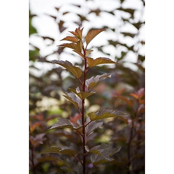 Physocarpus Opulifolius Amber Jubilee Blasenspiere 60–80 cm günstig online kaufen