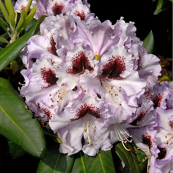 Großblumige Rhododendron Pinguin 40-50cm - Alpenrose günstig online kaufen