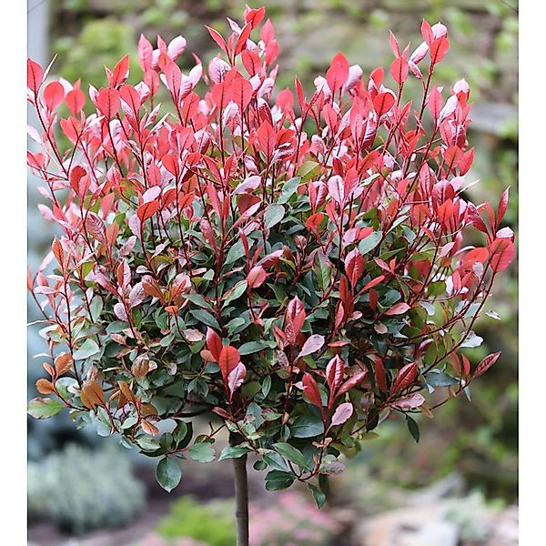 Hochstamm Glanzmispel Red Robin 40-60cm - Photinia fraseri günstig online kaufen