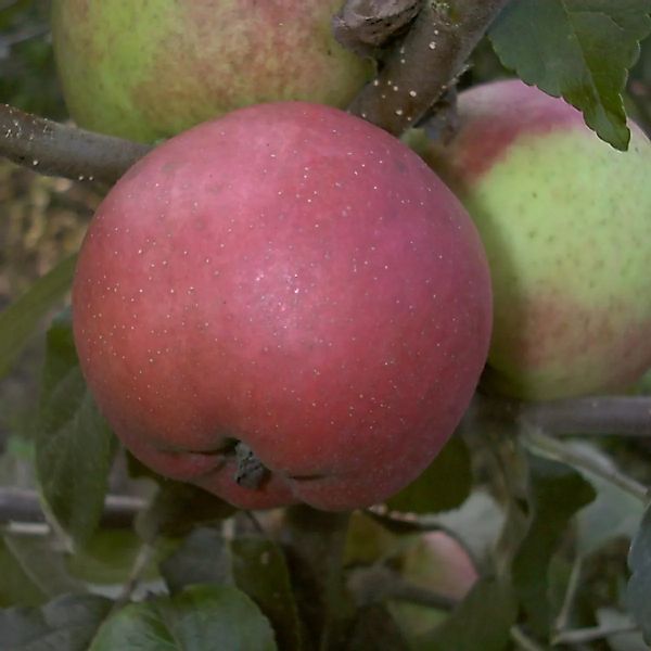 Apfel Roter Berlepsch 100 - 120 cm Malus günstig online kaufen