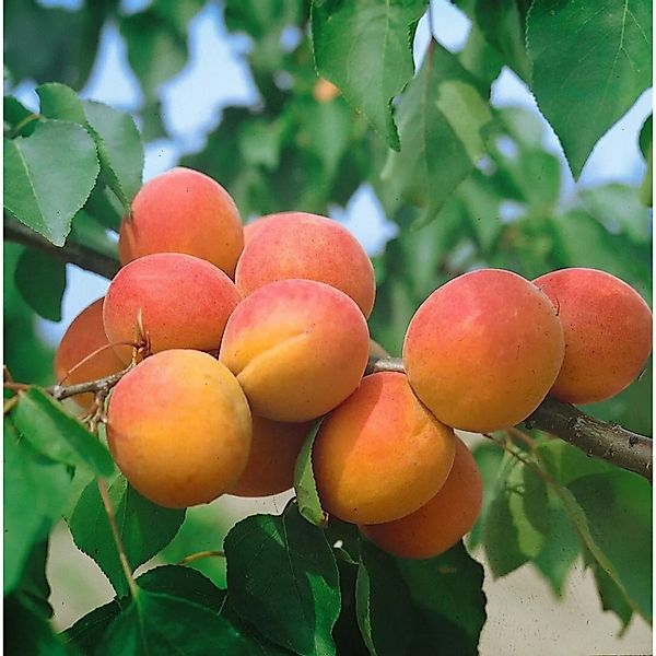 Pflanzen für Dich Obstpflanze Prunus armen. Harcot, 1 St., Aprikose, Marill günstig online kaufen