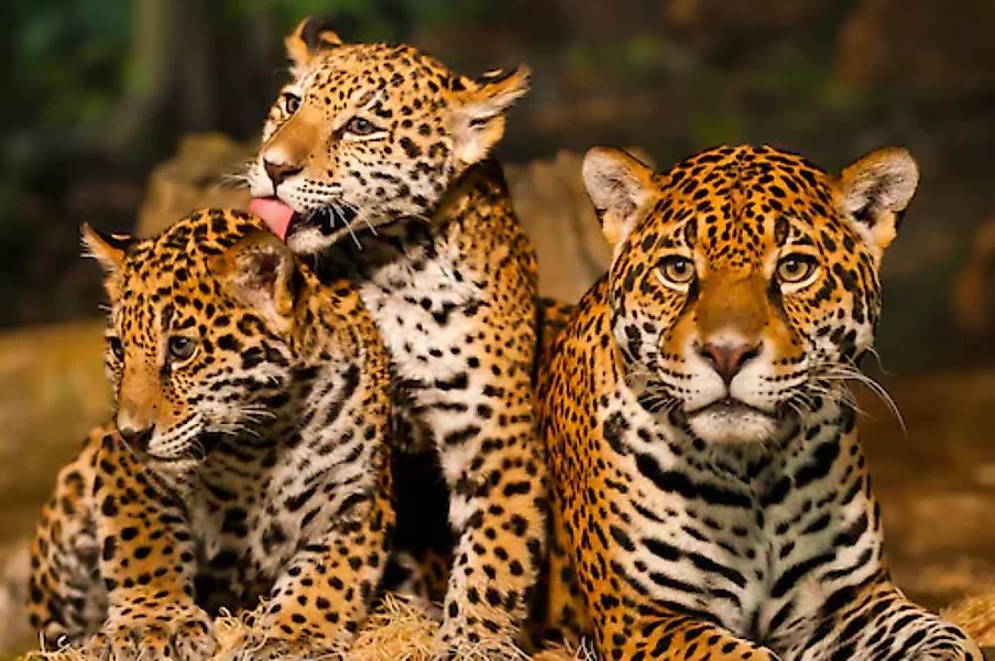 Papermoon Fototapete »Leoparden Familie« günstig online kaufen