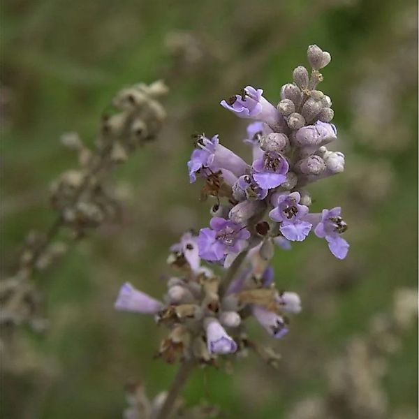 Mönchspfeffer Laciniata 80-100cm - Vitex agnus castus günstig online kaufen