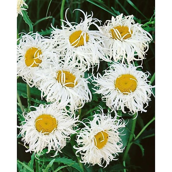 Leucanthemum X Superbum Old Court Ca. 11x11 cm Topf günstig online kaufen