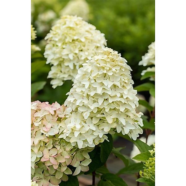 Hydrangea Paniculata Rispenhortensie Magical Candle R 40-60 cm günstig online kaufen