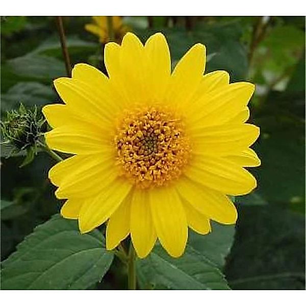 Topinambur - Helianthus tuberosus günstig online kaufen