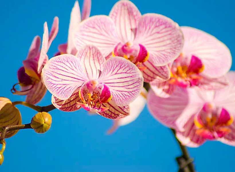 Papermoon Fototapete »Pink Phalaenopsis Orchid« glatt günstig online kaufen