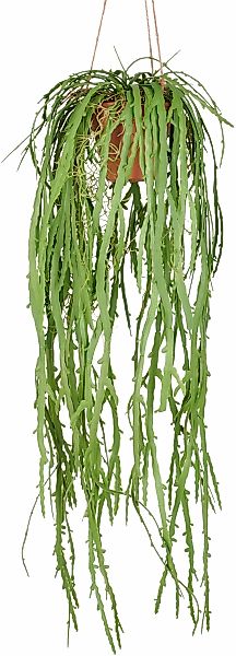 Creativ green Kunstpflanze "Hängende Rhipsalis crispata", mit zahlreichen R günstig online kaufen