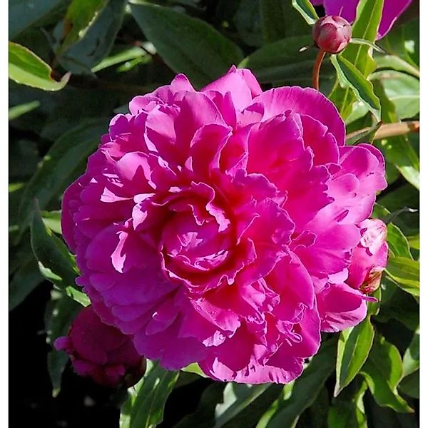 Edelpfingstrose Inspecteur Lavergne - Paeonia,actiflora günstig online kaufen