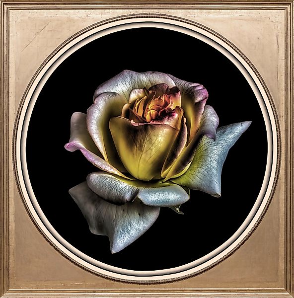 queence Acrylglasbild »Blume« Blumenbilder   Gemälde   Kunst   Pflanzen   P günstig online kaufen