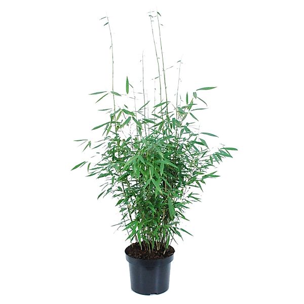 Gartenbambus Panda Höhe ca. 60-80 cm Topf ca. 6 l Fargesia murielae günstig online kaufen