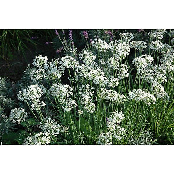 Allium Tuberosum Schnittknoblauch Ca. 9x9 cm Topf günstig online kaufen