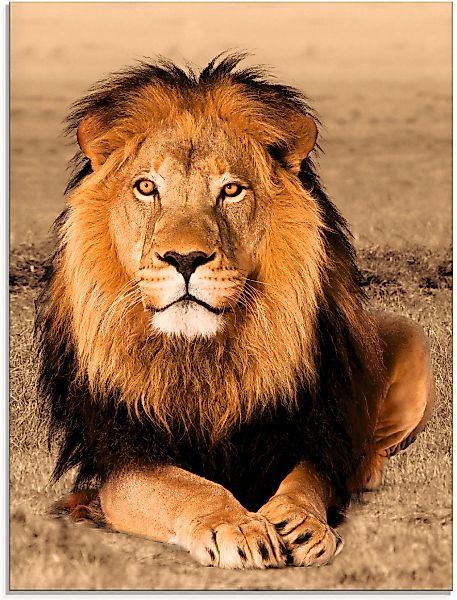 Artland Glasbild "Löwe" Wildtiere 1 Stk. tlg. in verschiedenen Größen günstig online kaufen