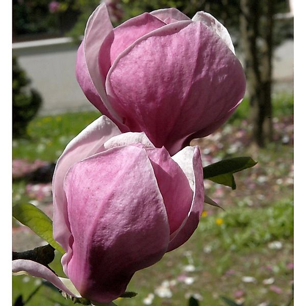 Magnolie Ians Red 80-100cm - Magnolia günstig online kaufen