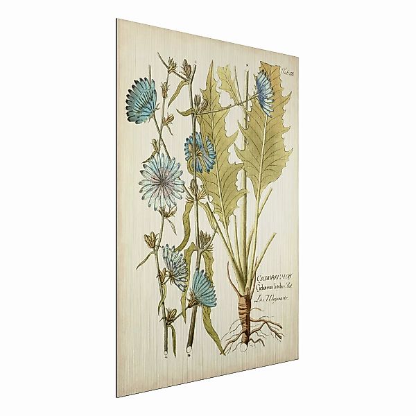 Alu-Dibond Bild Blumen - Hochformat 3:4 Vintage Botanik in Blau Wegwarte günstig online kaufen