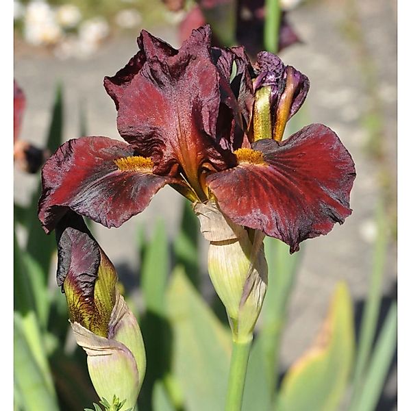 Mittelhohe Schwertlilie Red Zinger - Iris barbata günstig online kaufen