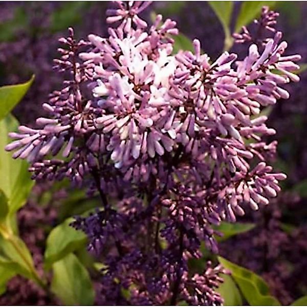 Spanischer Flieder Miss Kim 80-100cm - Syringa patula günstig online kaufen