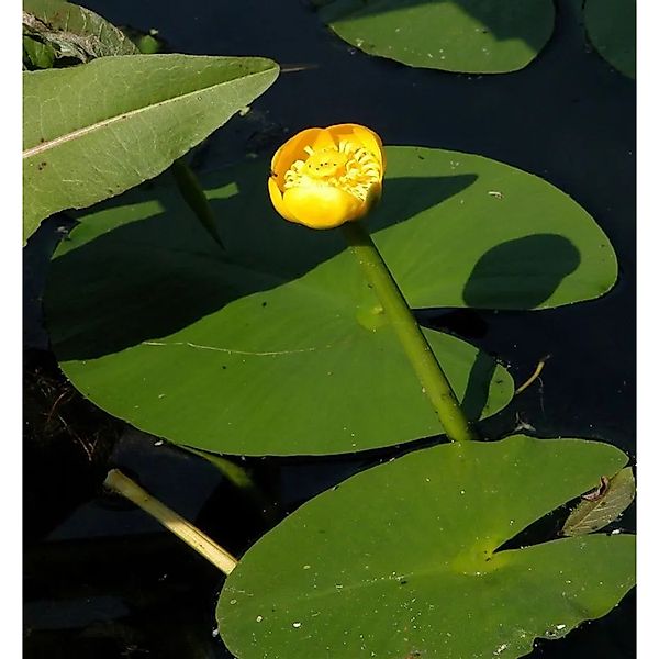 Japanische Seerose - Nuphar japonica günstig online kaufen