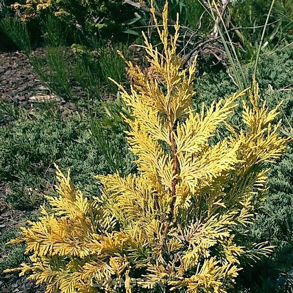 Leyland Zypresse Gold Rider 60-80cm - Cupressocyparis,eylandii günstig online kaufen