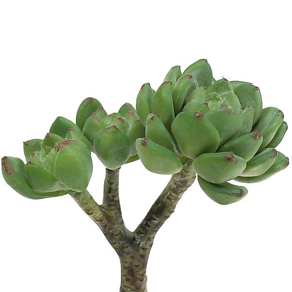 Kunstkaktus Sukkulente Echeveria künstlich Grün Deko günstig online kaufen
