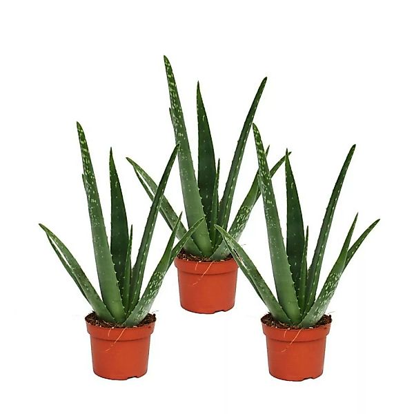 Exotenherz 3er Set Aloe Vera ca. 2 Jahre Alt 10,5cm Topf günstig online kaufen