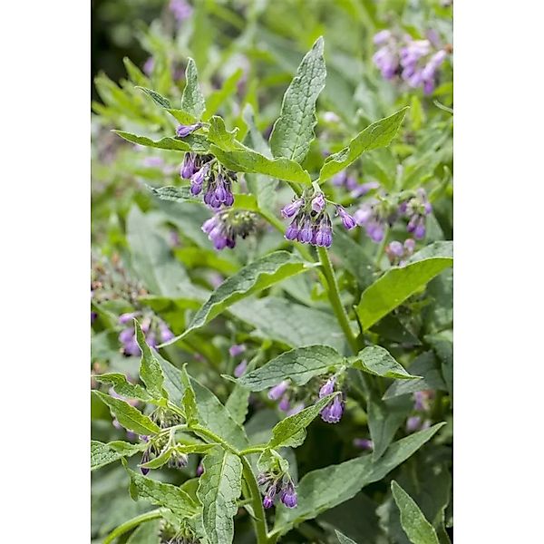 Pflanzen für Dich Staude Symphytum officinale, 1 St., Beinwell, Gemeiner Be günstig online kaufen