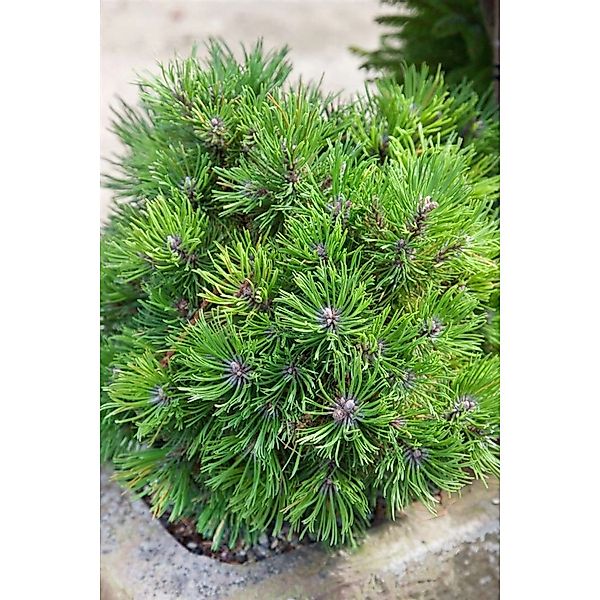 Pinus Uncinata Compacta Berg-Kiefer Kompakt 30 cm Stammhöhe günstig online kaufen