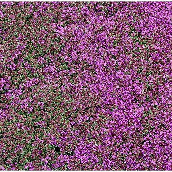 Zitronenquendel Creeping Red - Thymus praecox günstig online kaufen