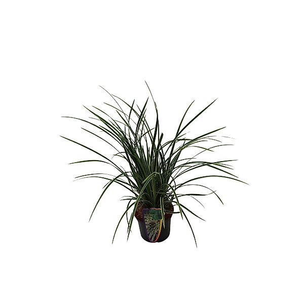GROW by OBI Buntblättrige Segge Topf-Ø 17 cm Carex Feather Falls günstig online kaufen