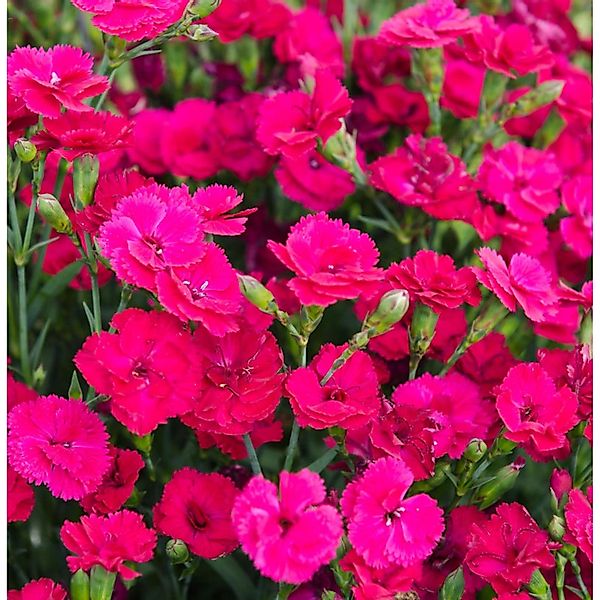 Federnelke Whatfield Magenta - Dianthus plumarius günstig online kaufen