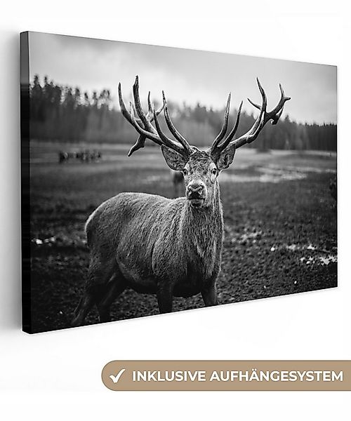 OneMillionCanvasses® Leinwandbild Tiere - Hirsch - Geweih - Schwarz und wei günstig online kaufen